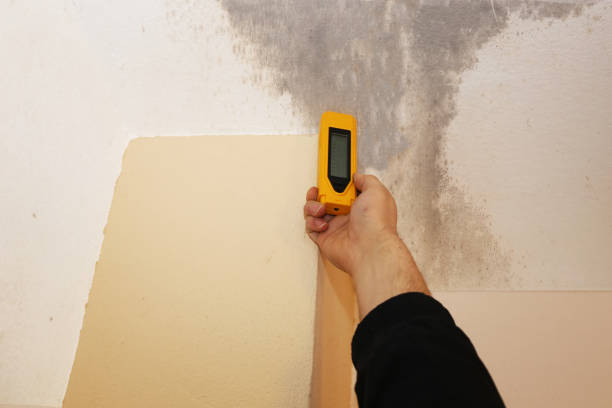Professional Mold Removal in Morganville, NJ
