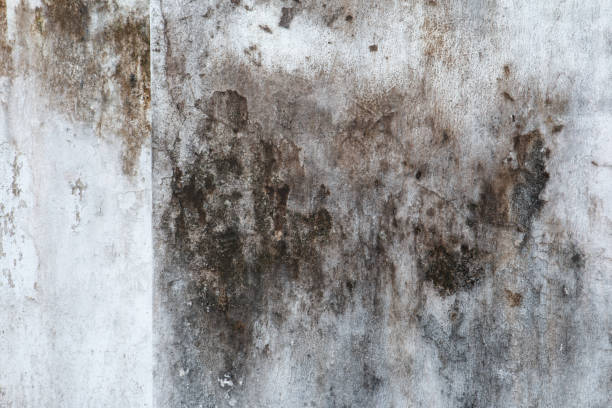 Asbestos and Lead Testing During Mold Inspection in Morganville, NJ