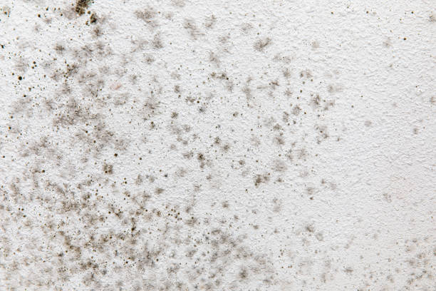 Best Real Estate Mold Inspection  in Morganville, NJ