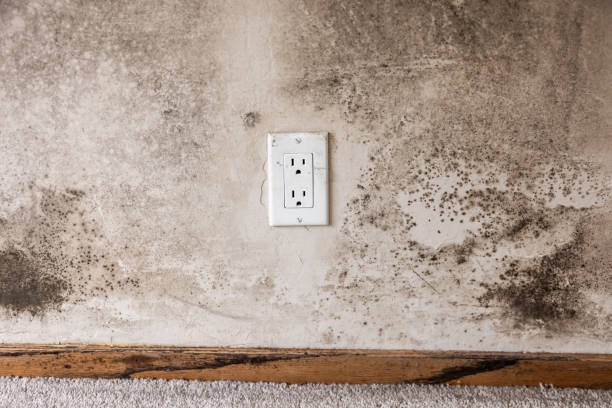 Best Dehumidification Services  in Morganville, NJ