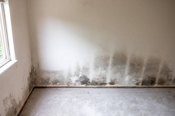 Best Airborne Mold Testing  in Morganville, NJ