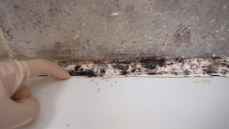  Morganville, NJ Mold Removal Pros