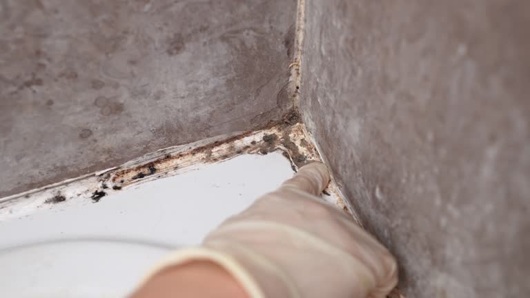 Best Mold Remediation for Vacation Homes  in Morganville, NJ