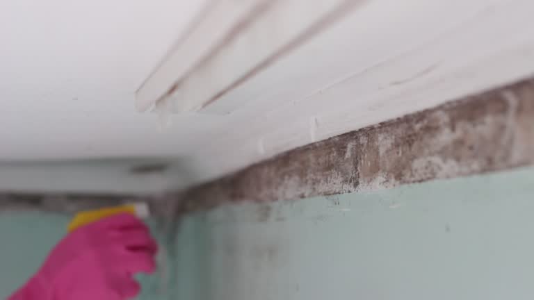 Best Mold Removal for HVAC Installations  in Morganville, NJ